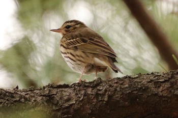 Olive-backed Pipit 鹿児島市石橋公園 Wed, 1/3/2024