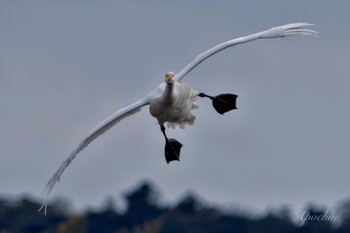 Tundra Swan 東庄県民の森 Wed, 1/3/2024