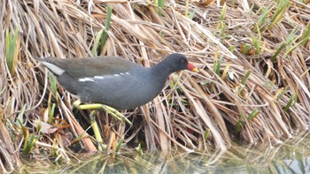 バン 馬見丘陵公園 2024年1月6日(土)