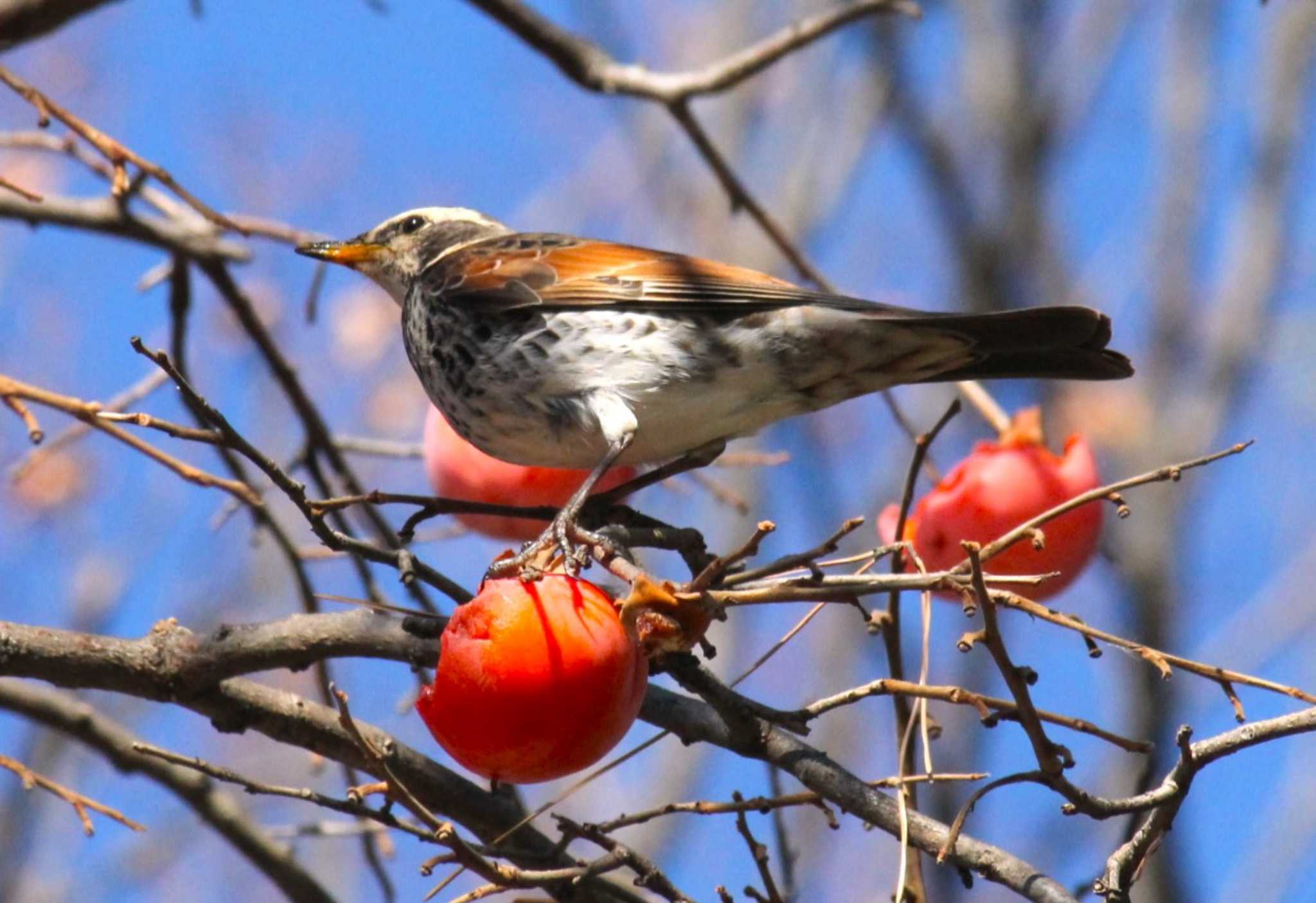 Photo of Dusky Thrush at 東京 by Sakura