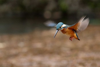 Common Kingfisher 名城公園 Sun, 1/28/2018