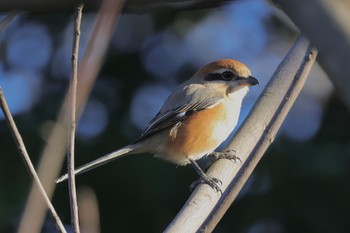 2024年1月8日(月) 東京港野鳥公園の野鳥観察記録