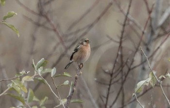 Siberian Long-tailed Rosefinch 和歌山森林公園 Mon, 1/8/2024