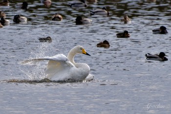 Whooper Swan 東庄県民の森 Wed, 1/3/2024