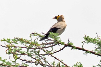 Wattled Starling