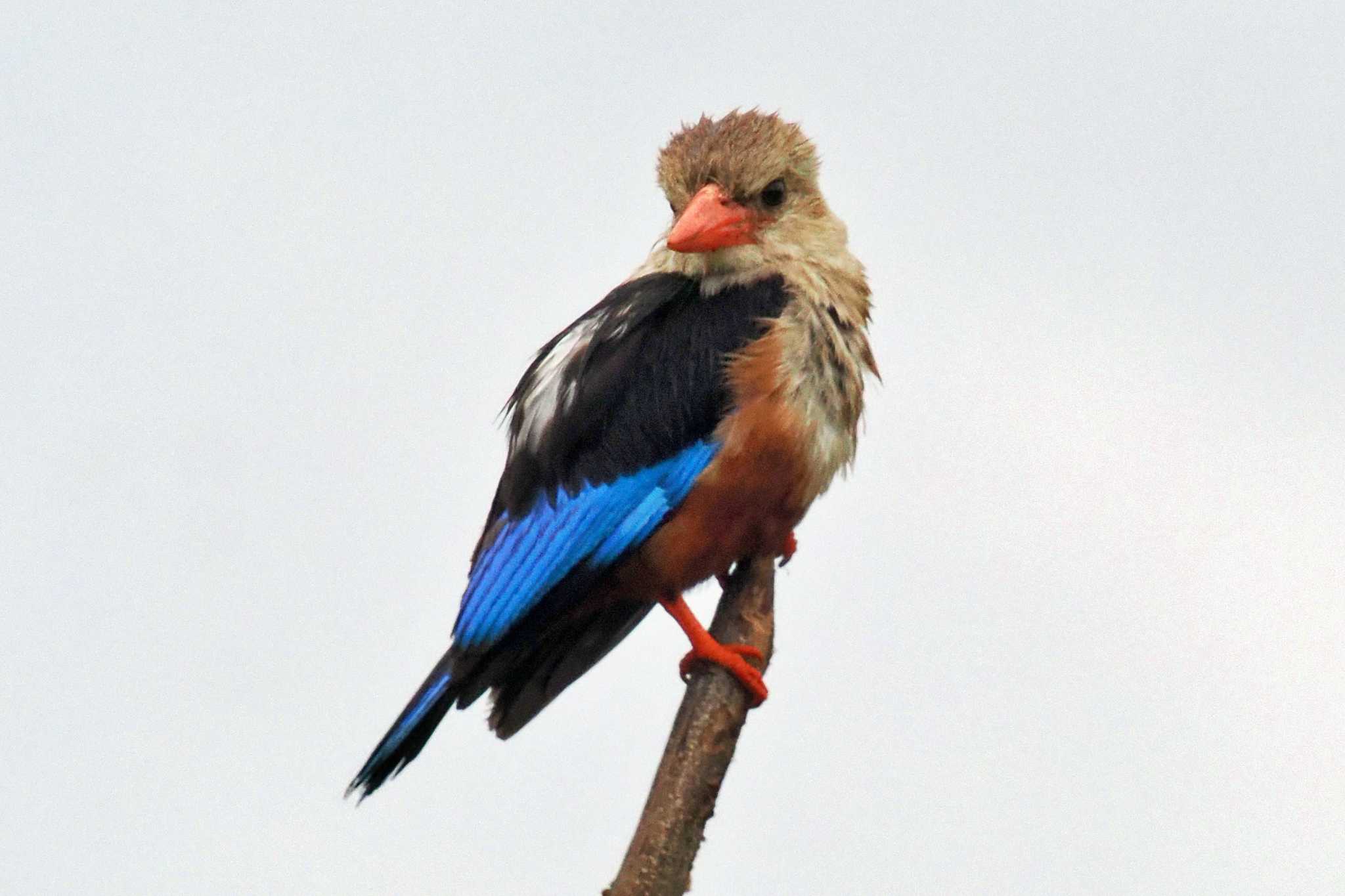 Photo of Grey-headed Kingfisher at Amboseli National Park by 藤原奏冥