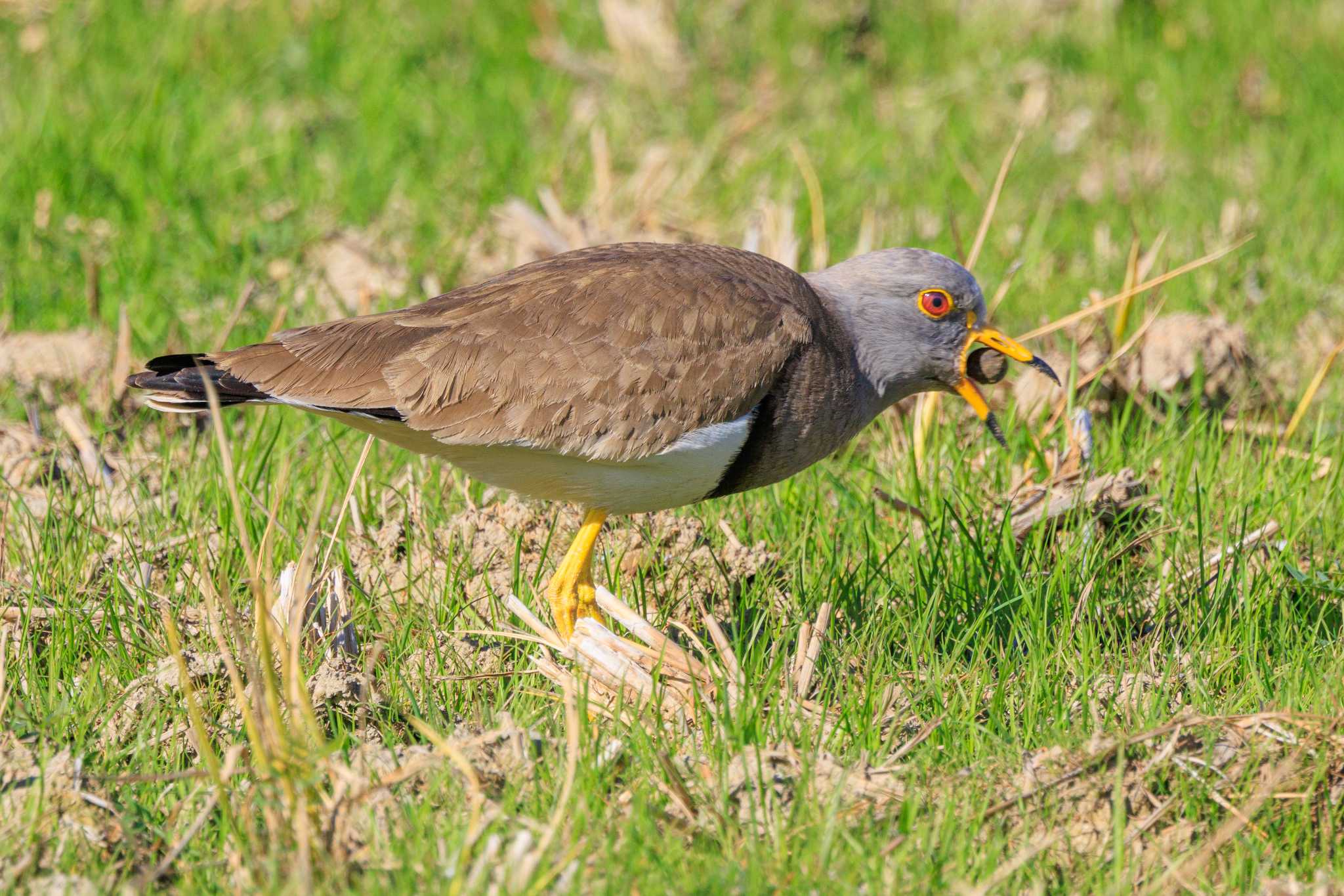 Photo of Grey-headed Lapwing at 明石市大久保町 by ときのたまお