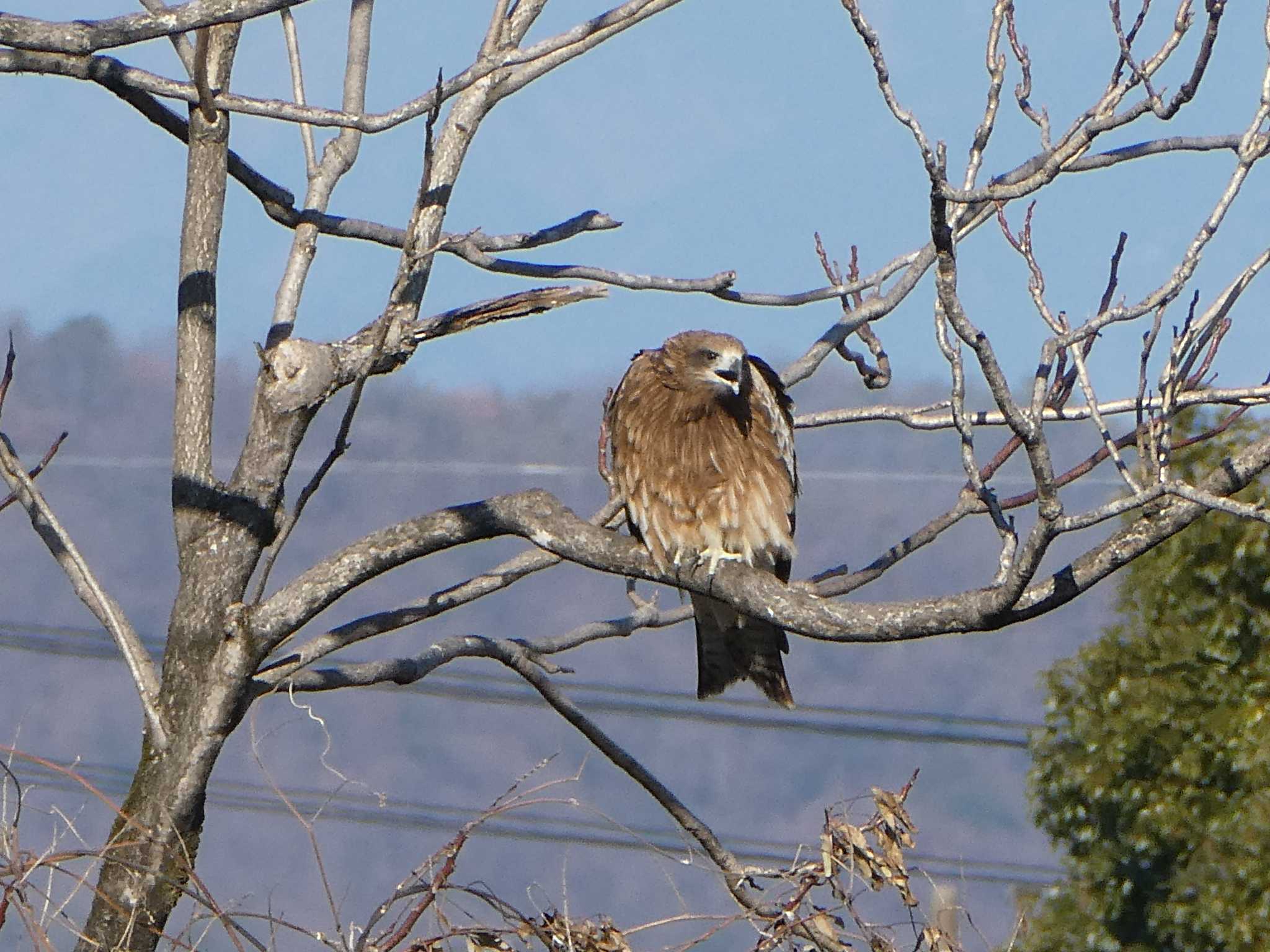 Photo of Black Kite at 大野極楽寺公園 by ネジ