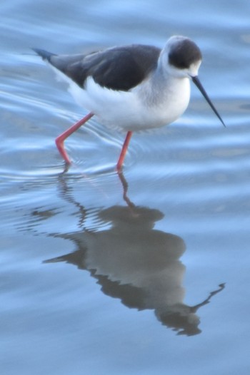 Black-winged Stilt 米子水鳥公園 Mon, 1/8/2024