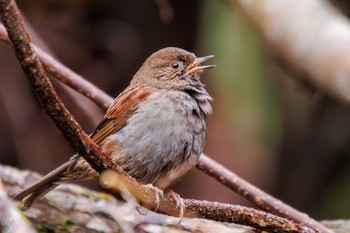 Japanese Accentor Hayatogawa Forest Road Wed, 1/3/2024