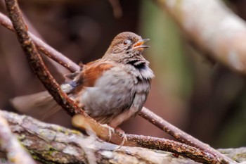 Japanese Accentor Hayatogawa Forest Road Wed, 1/3/2024