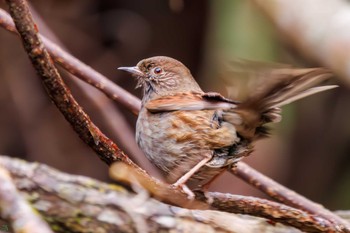 Japanese Accentor Hayatogawa Forest Road Wed, 1/3/2024