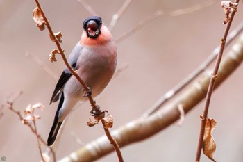 2024年1月3日(水) 早戸川林道の野鳥観察記録