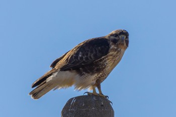 Eastern Buzzard 栃木県  Sun, 1/7/2024