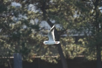 ユリカモメ 浜離宮恩賜庭園 2024年1月8日(月)