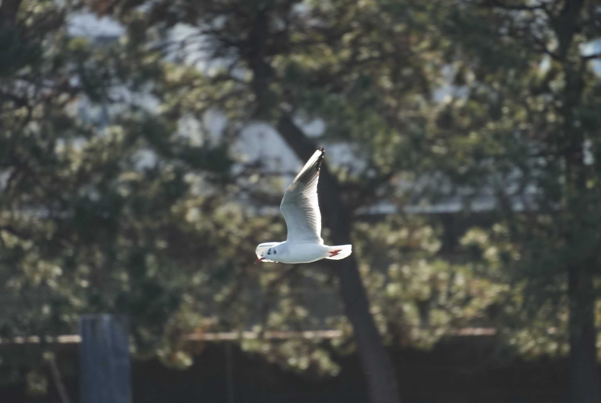 Photo of Black-headed Gull at Hama-rikyu Gardens by oyoguneko