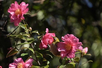 Mon, 1/8/2024 Birding report at Hama-rikyu Gardens