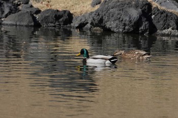 マガモ 浜離宮恩賜庭園 2024年1月8日(月)