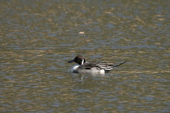 Northern Pintail Hama-rikyu Gardens Mon, 1/8/2024