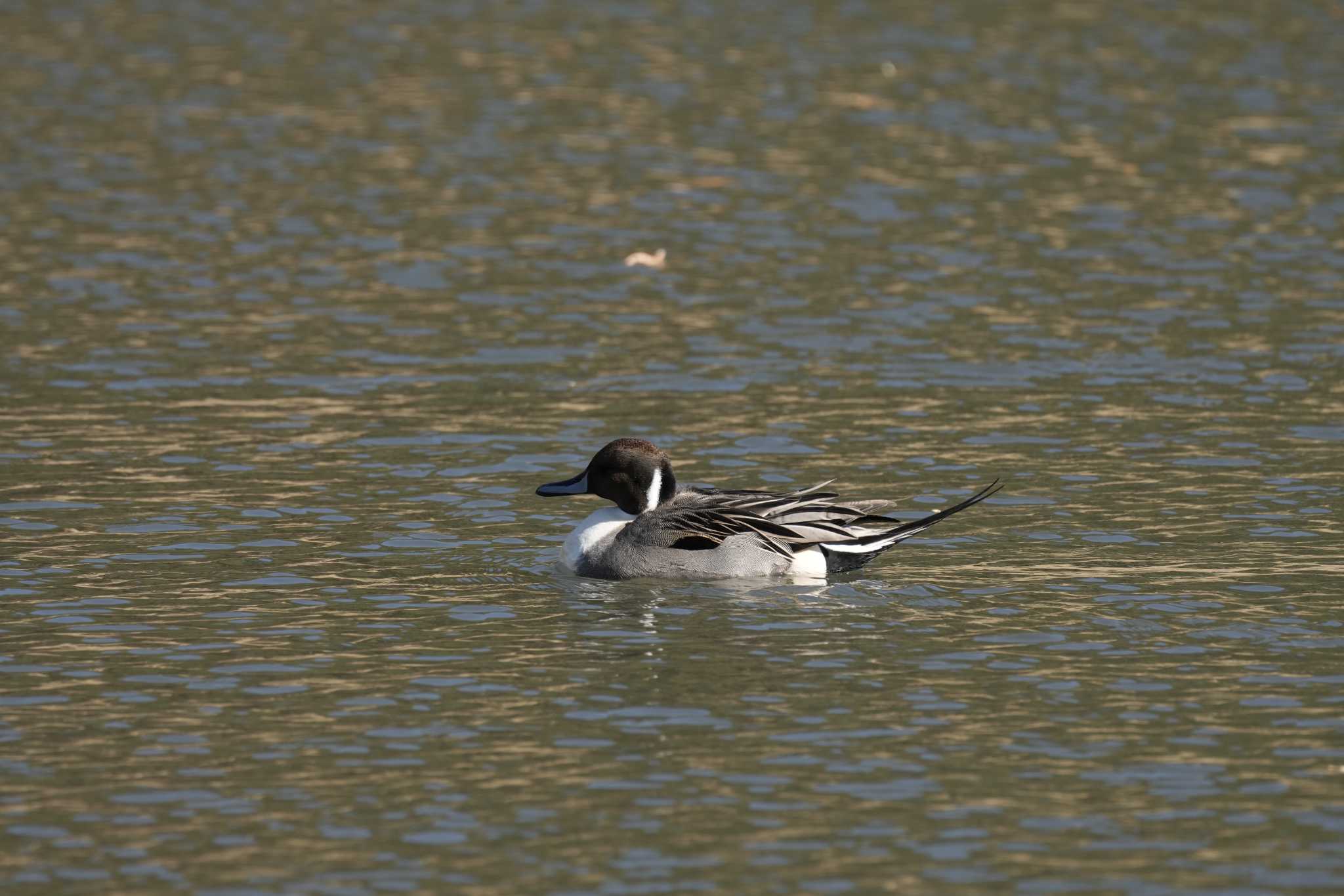 Photo of Northern Pintail at Hama-rikyu Gardens by oyoguneko