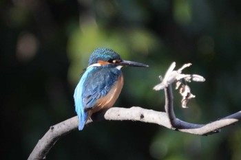 カワセミ 光が丘公園 2024年1月8日(月)