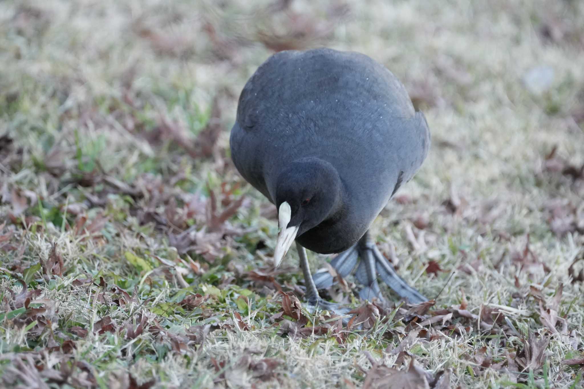 Photo of Eurasian Coot at Hama-rikyu Gardens by oyoguneko