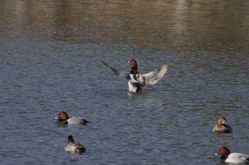 Eurasian Wigeon Hama-rikyu Gardens Mon, 1/8/2024