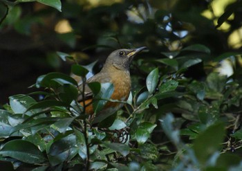 Brown-headed Thrush Meiji Jingu(Meiji Shrine) Sat, 1/6/2024