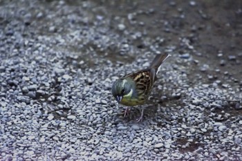 Masked Bunting Meiji Jingu(Meiji Shrine) Sat, 1/6/2024