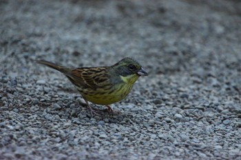 Masked Bunting Meiji Jingu(Meiji Shrine) Sat, 1/6/2024