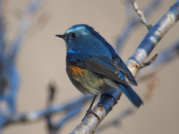 Red-flanked Bluetail 高崎自然の森 Sun, 1/7/2024