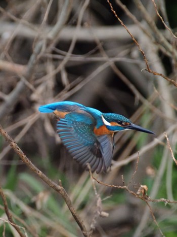 Common Kingfisher 菅生沼 Sun, 1/7/2024