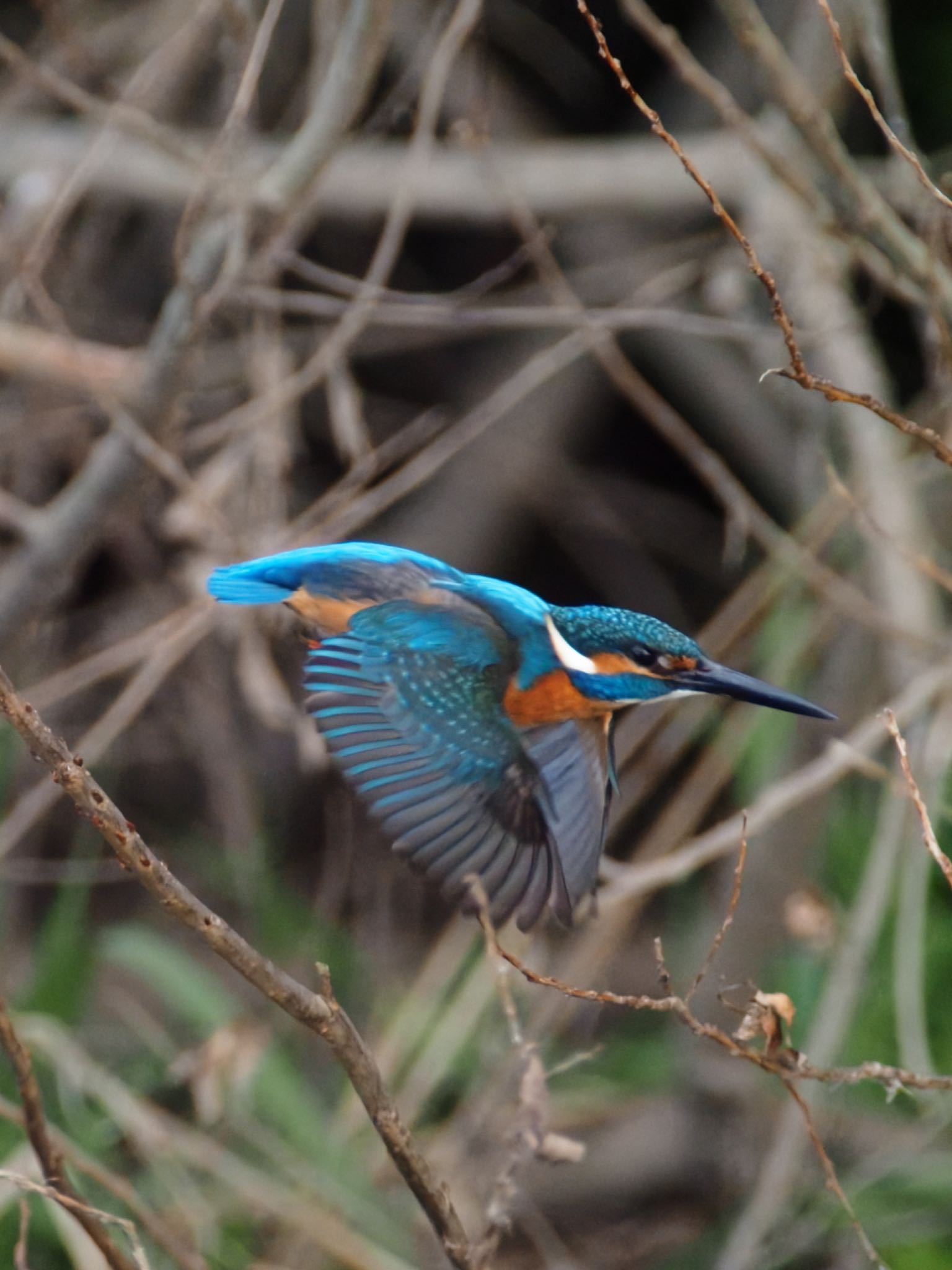 Photo of Common Kingfisher at 菅生沼 by Kt Bongo