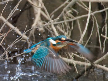 Common Kingfisher 菅生沼 Sun, 1/7/2024