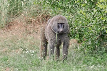 未同定 アンボセリ国立公園 2023年12月31日(日)