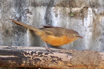 Rufous Babbler