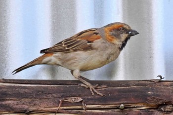 Kenya Sparrow