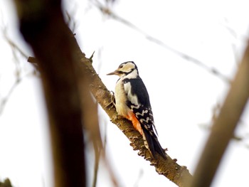 Great Spotted Woodpecker 高崎自然の森 Thu, 11/23/2023
