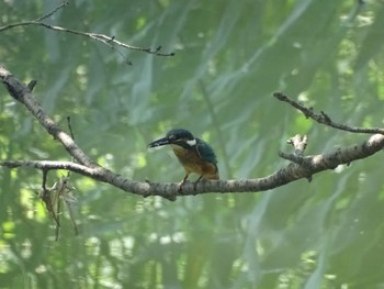 Common Kingfisher Isanuma Tue, 7/18/2023