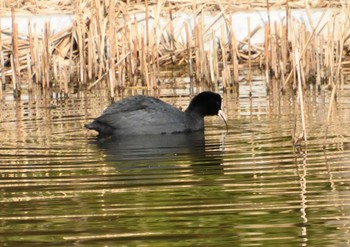 Eurasian Coot Kasai Rinkai Park Sun, 1/7/2024