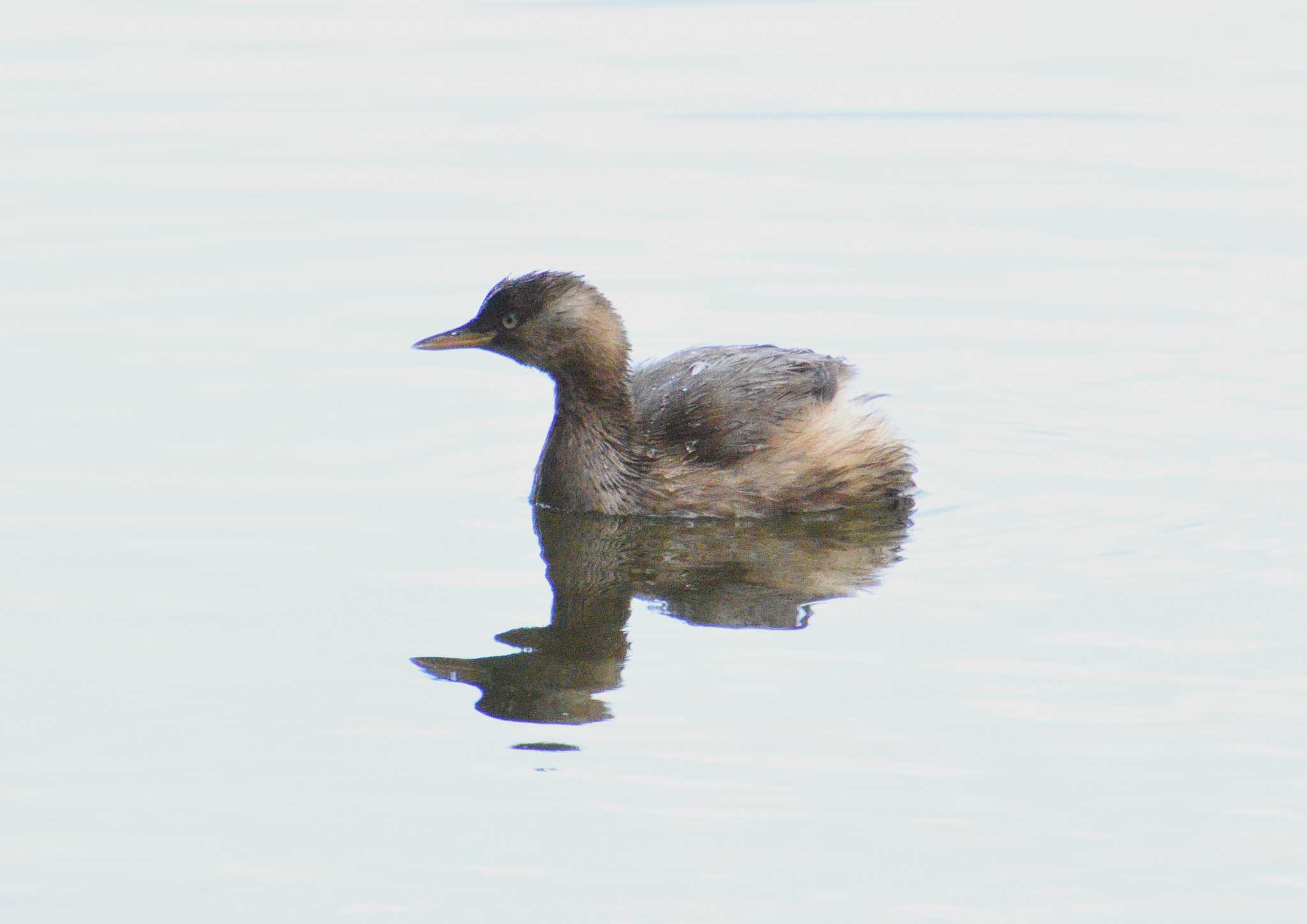 Photo of Little Grebe at Kasai Rinkai Park by kengo-low