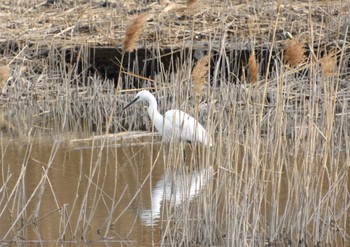 Little Egret Kasai Rinkai Park Sun, 1/7/2024