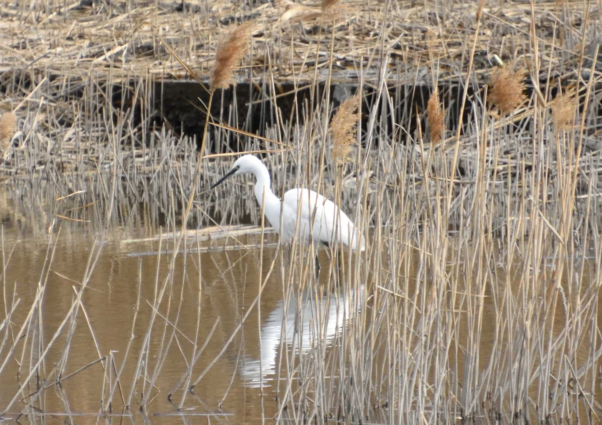 Photo of Little Egret at Kasai Rinkai Park by kengo-low