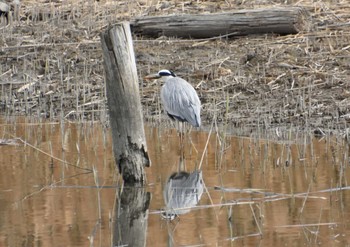 Grey Heron Kasai Rinkai Park Sun, 1/7/2024