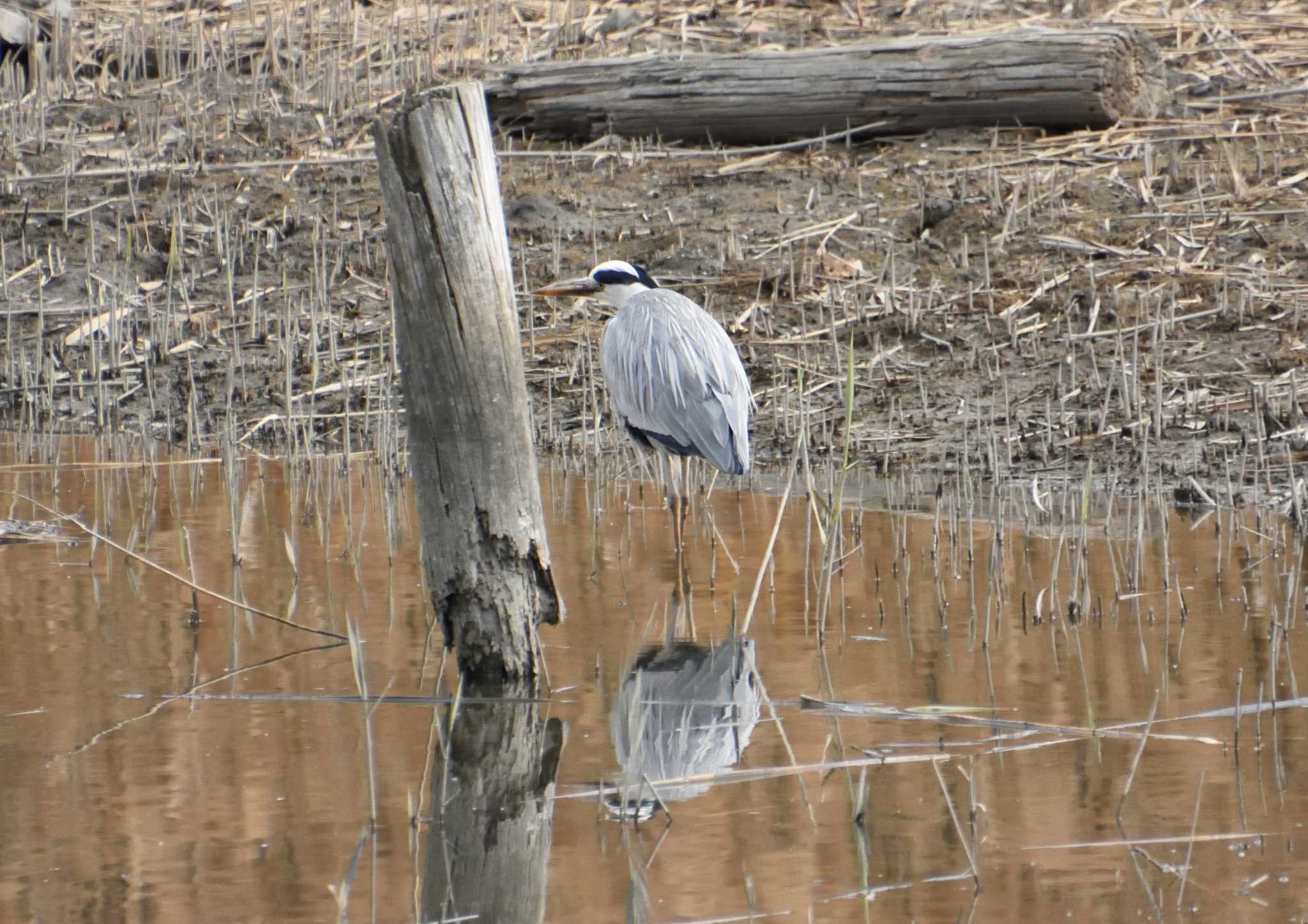 Photo of Grey Heron at Kasai Rinkai Park by kengo-low