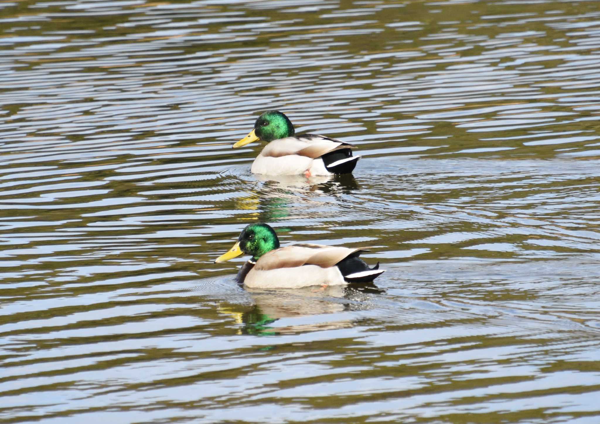 Photo of Mallard at Kasai Rinkai Park by kengo-low