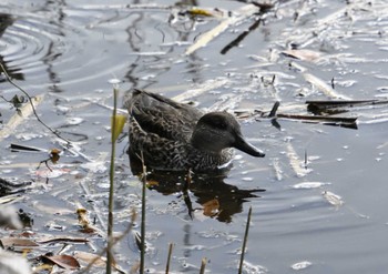 コガモ 葛西臨海公園 2024年1月7日(日)