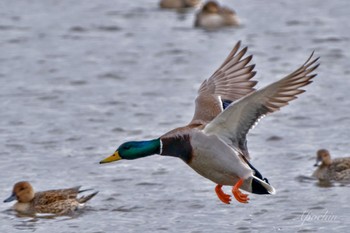 Mallard 東庄県民の森 Wed, 1/3/2024