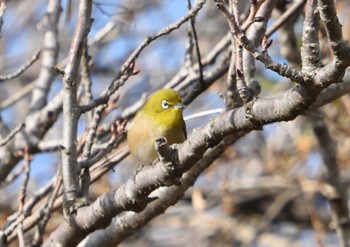 Warbling White-eye Kasai Rinkai Park Sun, 1/7/2024