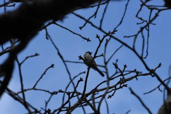 Japanese Tit Kasai Rinkai Park Sun, 1/7/2024